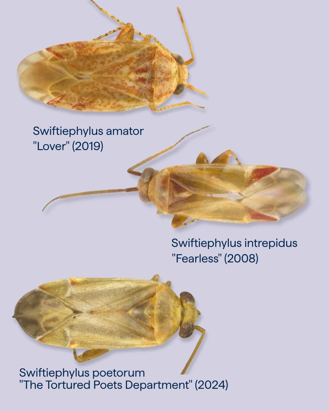 科學家以泰勒絲3張專輯為靈感，分別將新發現的昆蟲命名為「Swiftiephylus amator」「Swiftiephylus intrepidus」及「Swiftiephylus poetorum」，對應《Lover》《Fearless》與《The Tortured Poets Department》。（翻攝De Gruyter Brill linkedin）