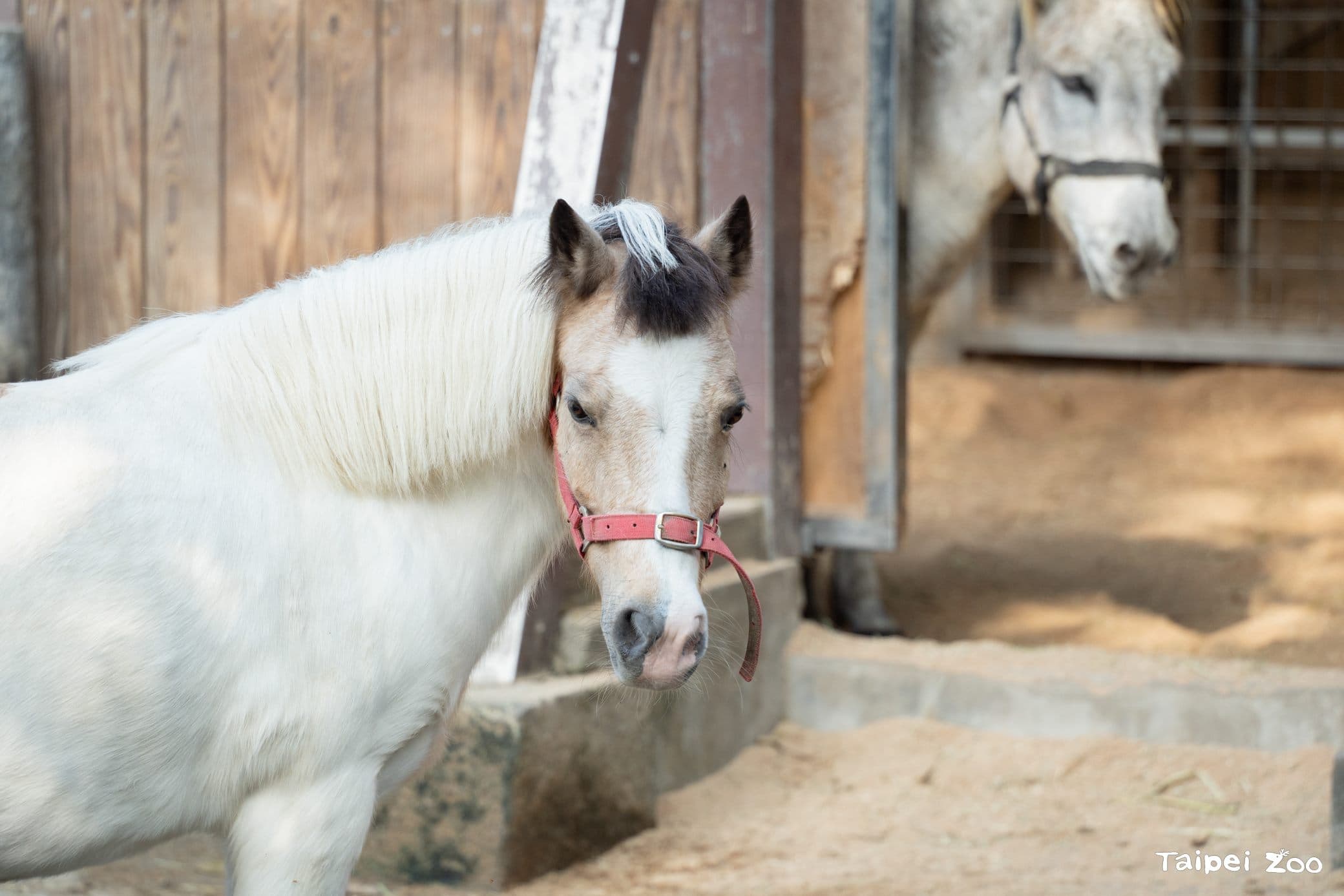 這次馬年特展，北市動物園特別將展區延伸至室外。（台北市立動物園提供）