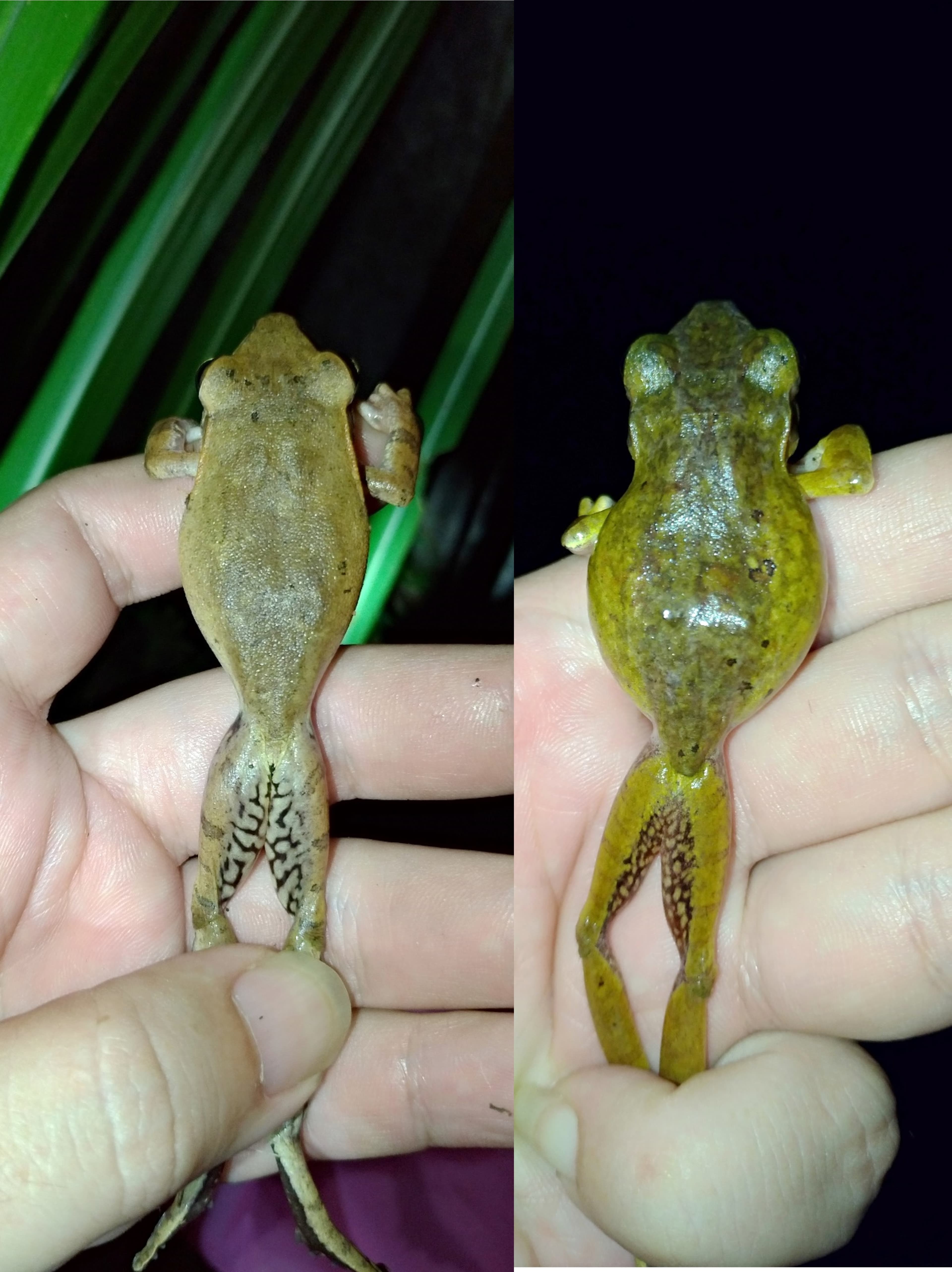 原生種布氏樹蛙（左）與斑腿樹蛙（右）在體型上難分辨，大腿內側紋路不同，布氏樹蛙為白底黑紋，斑腿樹蛙則為黑底白點。（林試所提供）