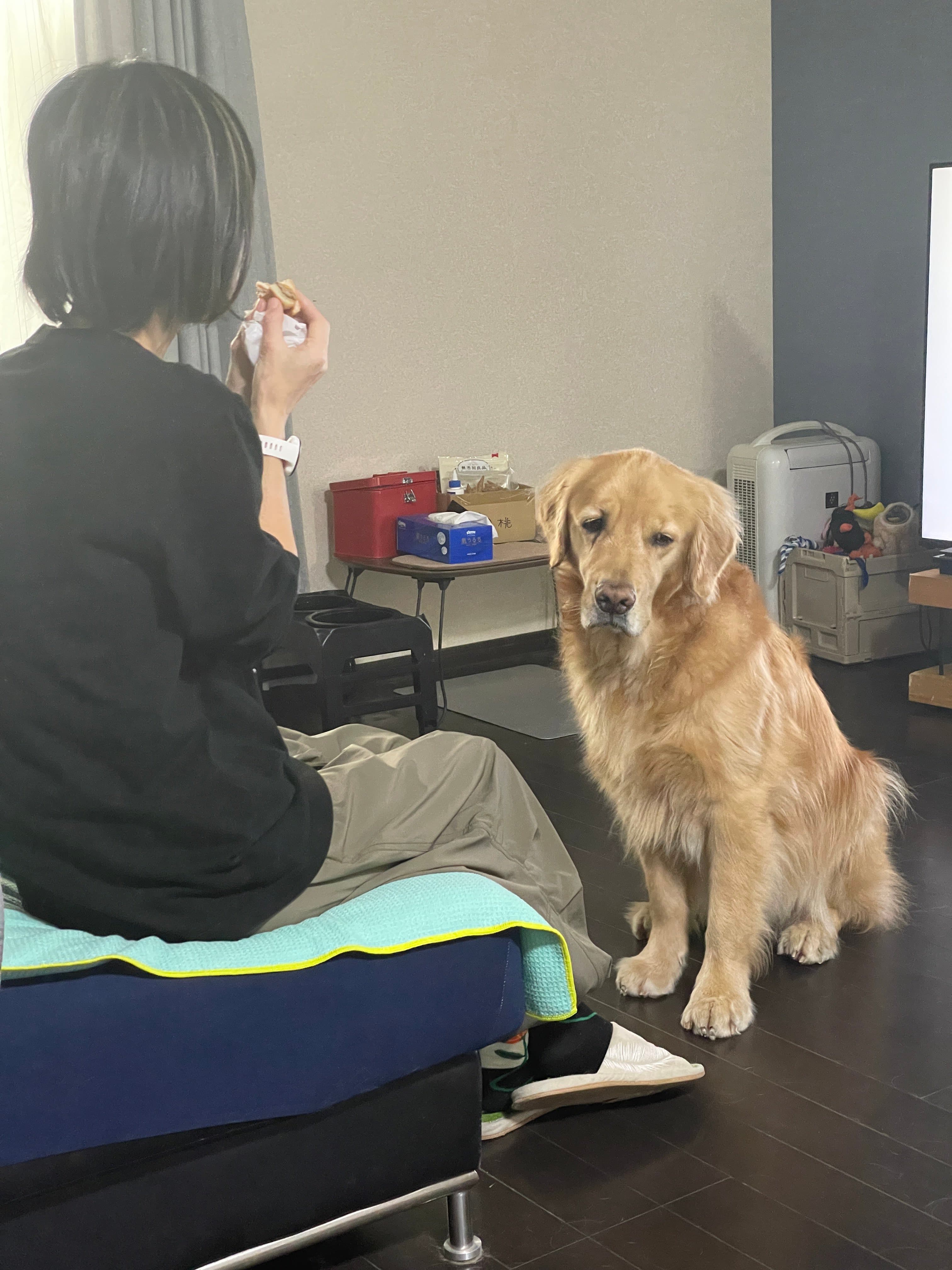 當主人吃掉手裡最後一口漢堡後,賽納整張臉瞬間垮了,眼神滿是黯淡失落。(翻攝自X @セナ・困り顔のゴールデンレトリバー)