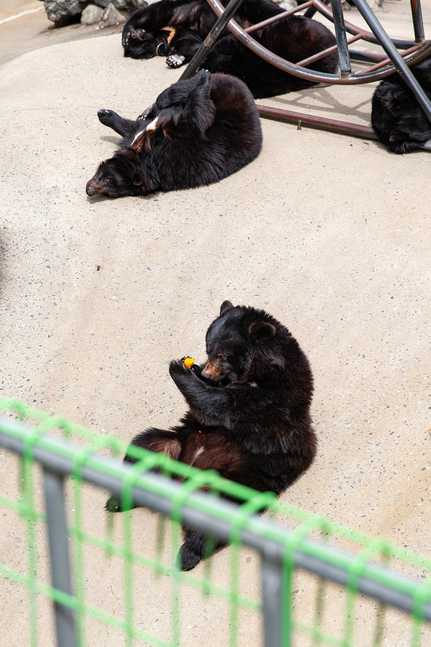 園區內飼養半月熊、梅花鹿與孔雀，是親子旅遊的人氣景點。
