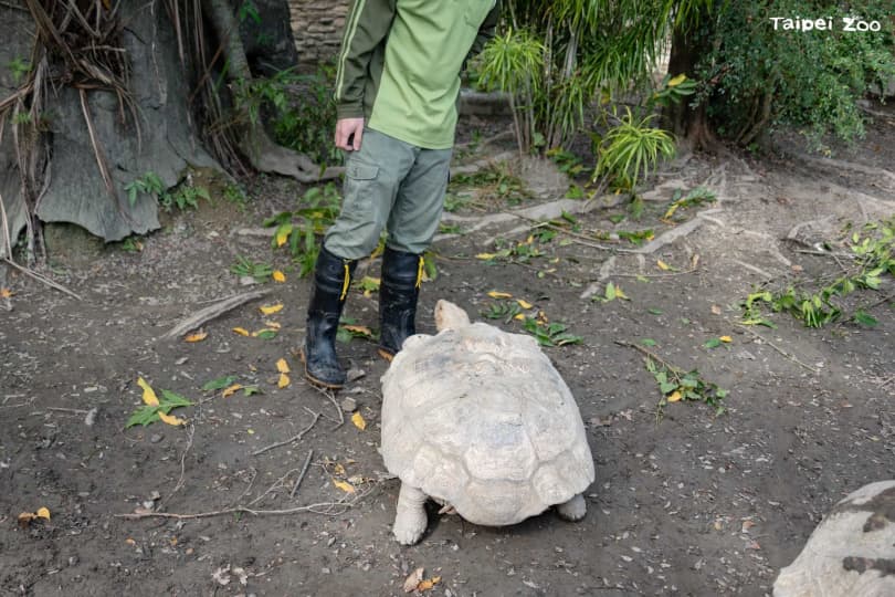 臺北市立動物園非洲動物區，蘇卡達象龜因爭奪地盤推擠翻車，保育員進場調停。（北市動物園提供）
