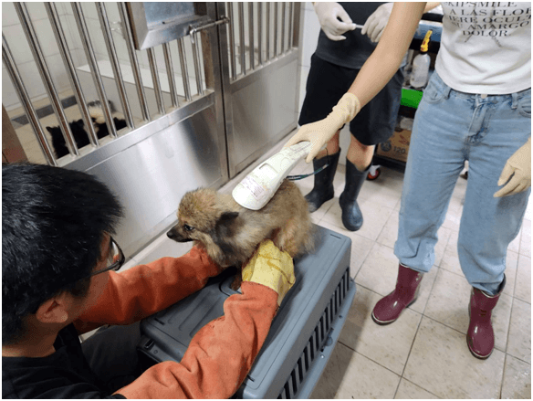 部分犬隻未植入晶片，未辦理寵物登記。（新竹縣動保所提供）