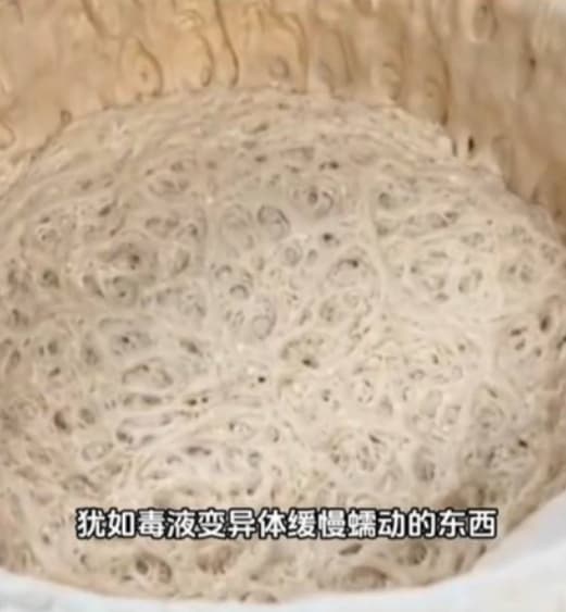 看著天然酵母發酵過程中的起泡、膨脹到變色，像是在看自己養的寵物成長。（翻攝自tiktok）