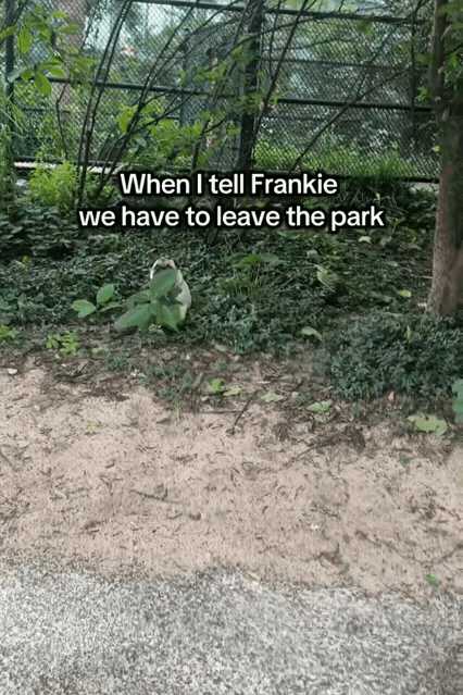不想回家怎麼辦？裝死沒用那就裝草。（翻攝自Tiktok @frankiedoesny）