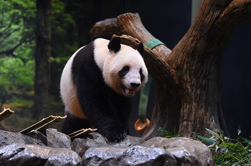 上野動物園的明星貓熊「蕾蕾」。（翻攝上野動物園官網）