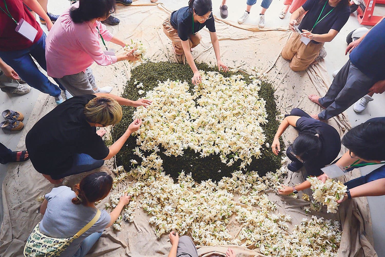 花茶製作也是桔揚強項。圖為桔揚承包客家茶文化館推出的茉莉花茶製作體驗。（翻攝桔揚公司FB）
