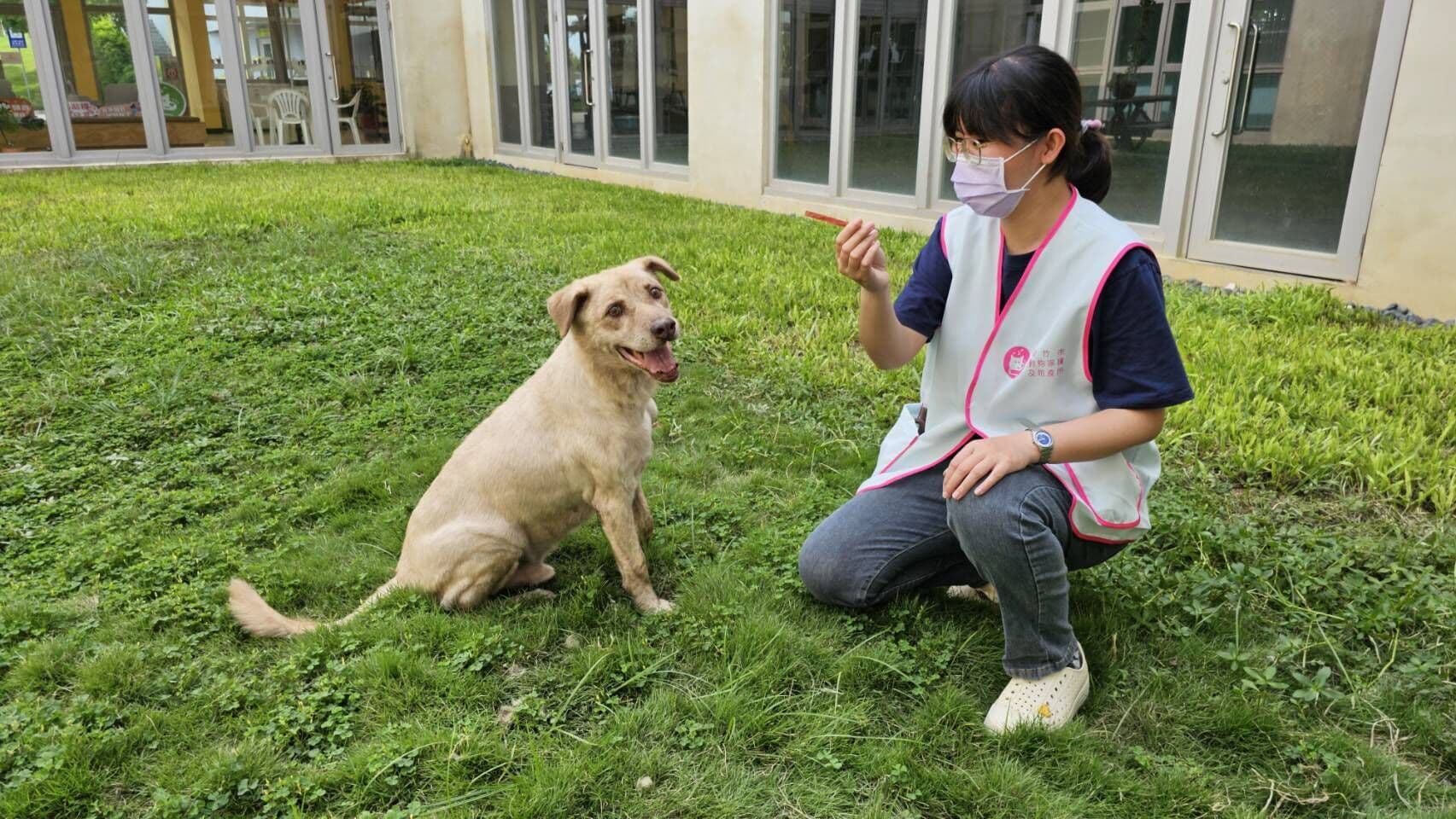 「棕棕」其實很親人，只是對陌生人或其他狗狗有較強防衛行為。（新竹市政府提供）