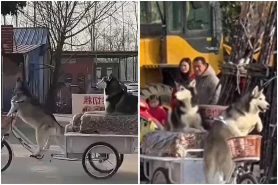 2隻調皮哈士奇將三輪車騎走。（翻攝自微博）