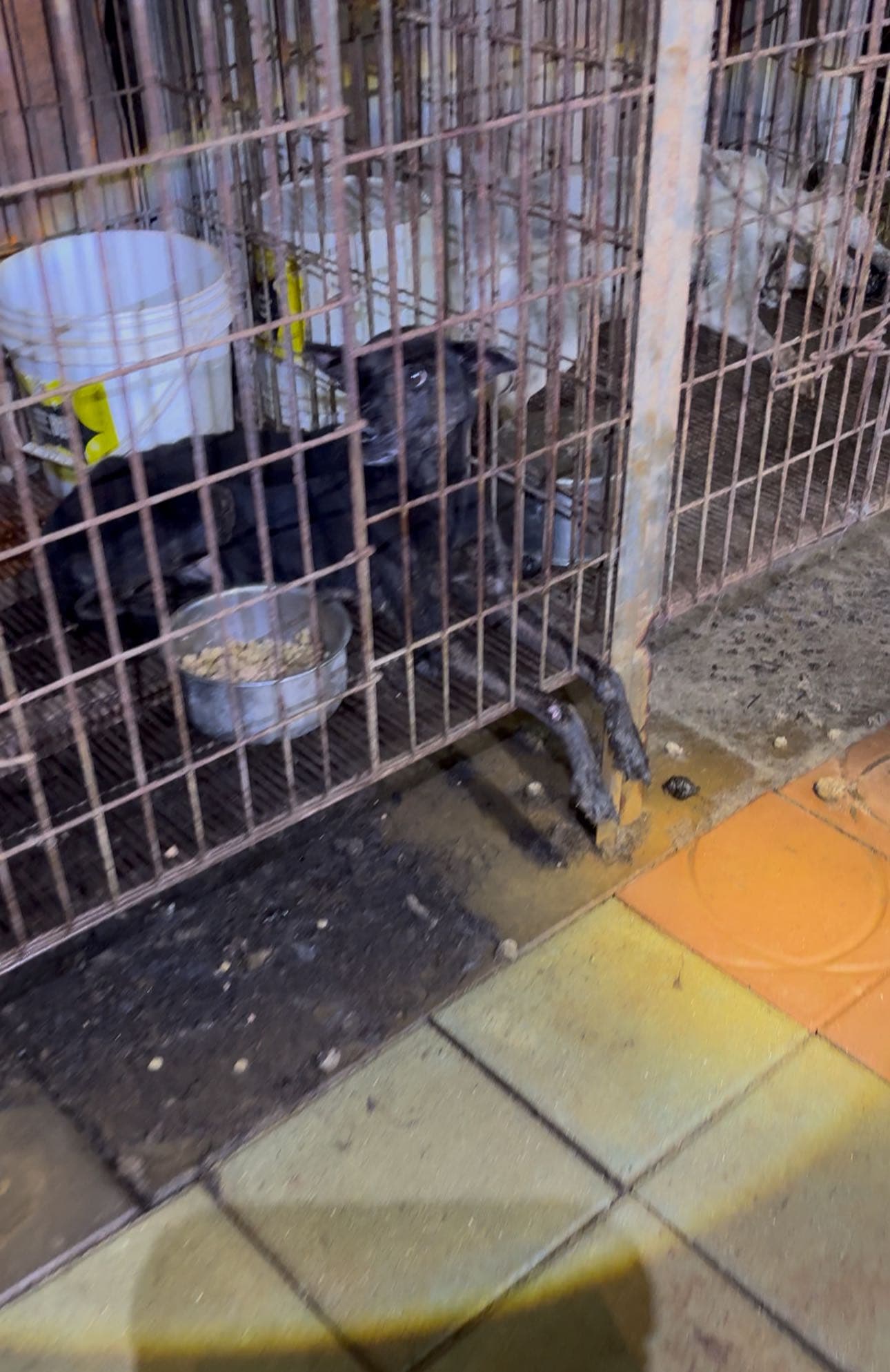 愛狗人士到場為剩餘犬隻裝水、餵食，環境猶如人間煉獄，存活下來的狗狗也幾乎骨瘦如柴。（邵柏虎提供）