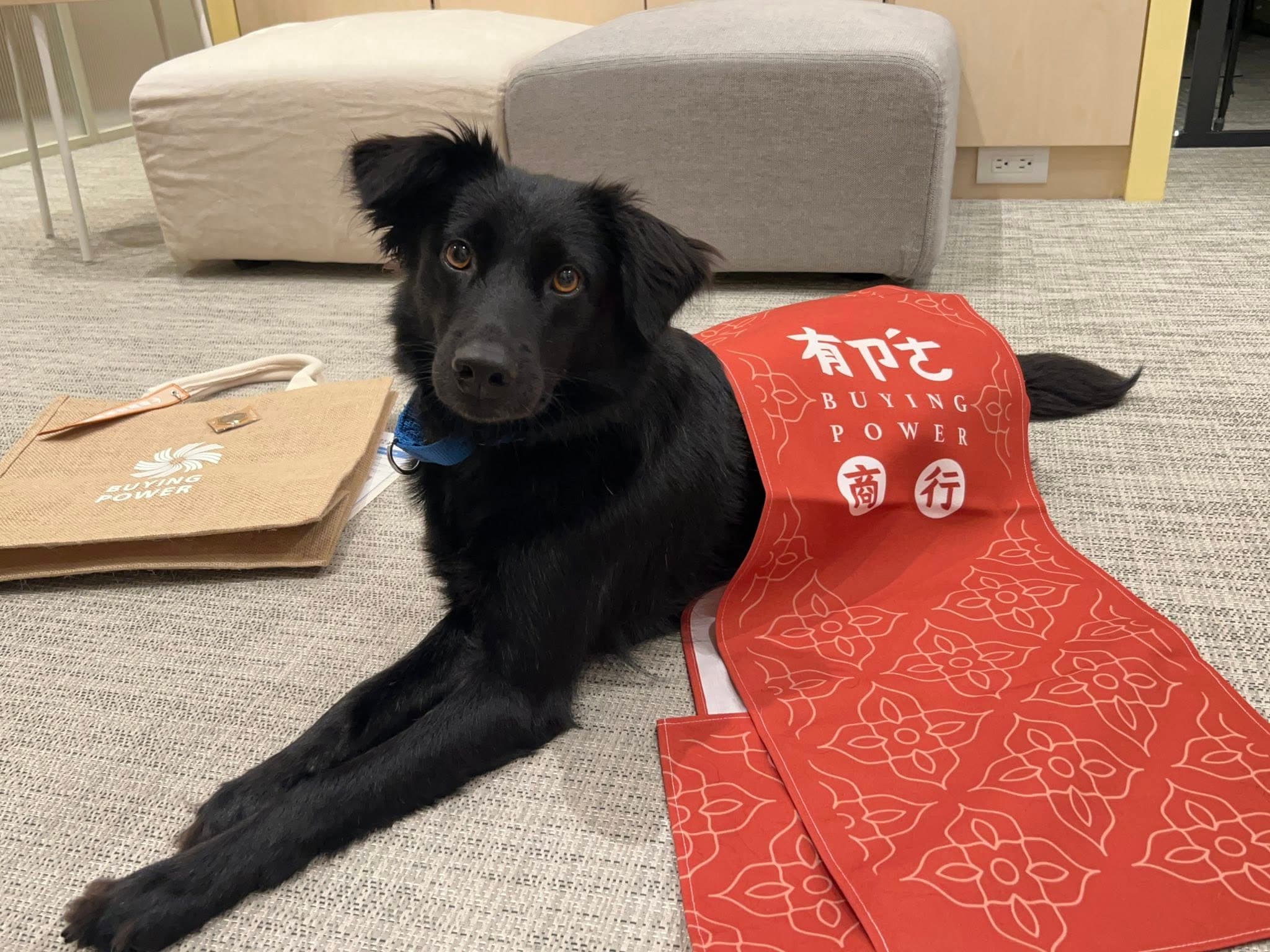 從街頭浪浪到穩定自信的狗老師，心輔犬的訓練歷程令人動容。（翻攝自臉書／心輔犬心流幸福研究室 ）