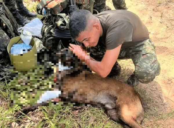重傷仍爬回領犬員身邊！桑松用生命守護36名士兵與數百村民。（翻攝自X @Ingenieros_EJC）