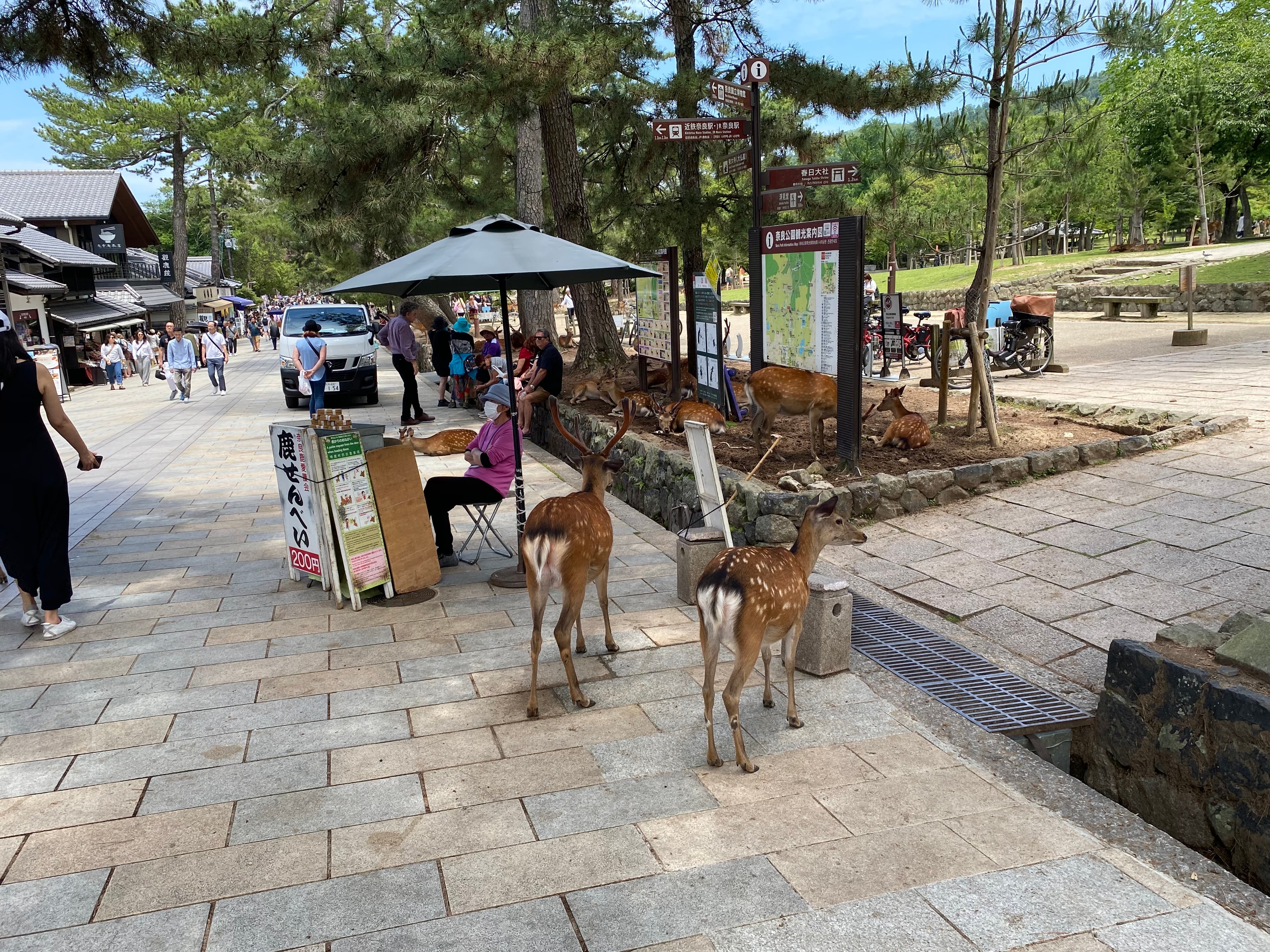 奈良公園有許多攤販會賣鹿仙貝，一綑10片200日圓。