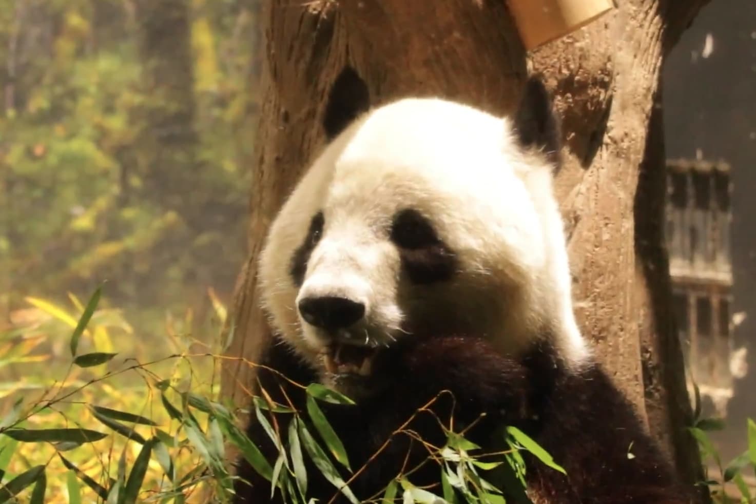 旅居日本東京上野動物園的貓熊龍鳳胎「曉曉」與「蕾蕾」如期於2月前返回中國。（翻攝自上野動物園X）