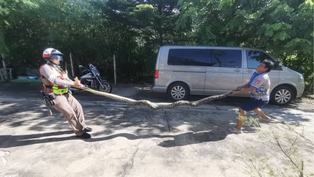 蟒蛇最終被制伏、裝袋，並將其野放至遠離人類居住區的自然棲地。（翻攝畫面）