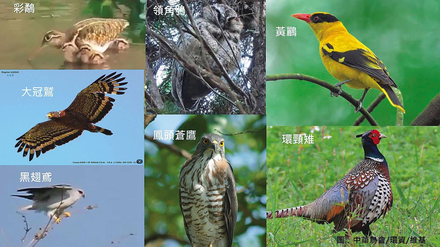 橋頭糖廠周邊的森林，有超過10種以上的保育類生物棲息。（莊傑任提供）