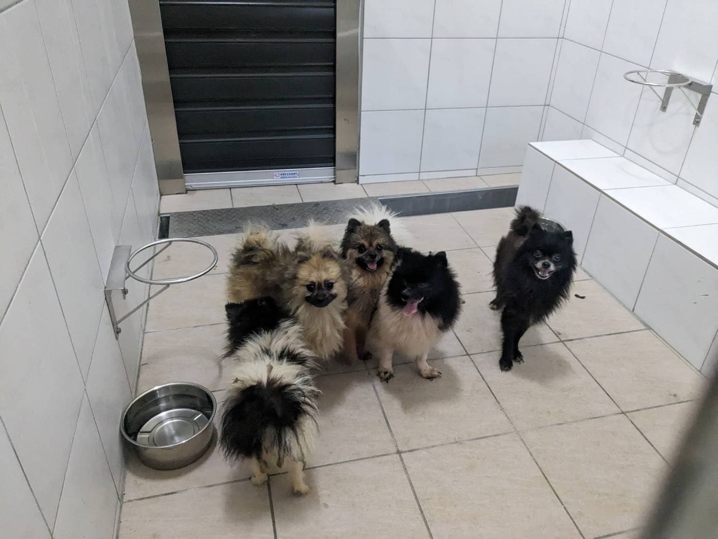 新竹縣動保所查獲新埔鎮有業者非法繁殖柴犬、博美等品種犬。（新竹縣動保所提供）