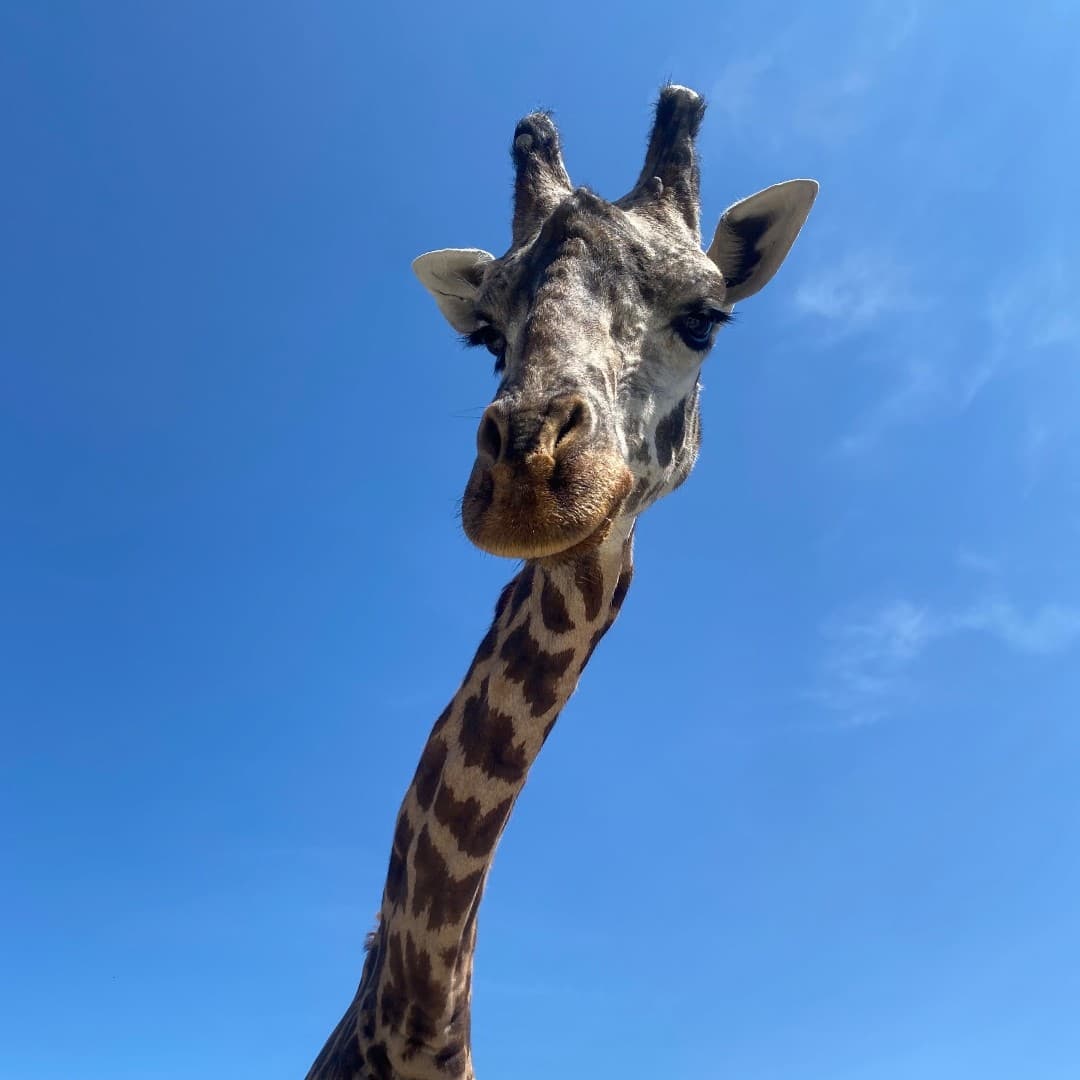 動物園工作人員對Kiko離世感到相當哀傷。（翻攝The Toronto Zoo臉書）
