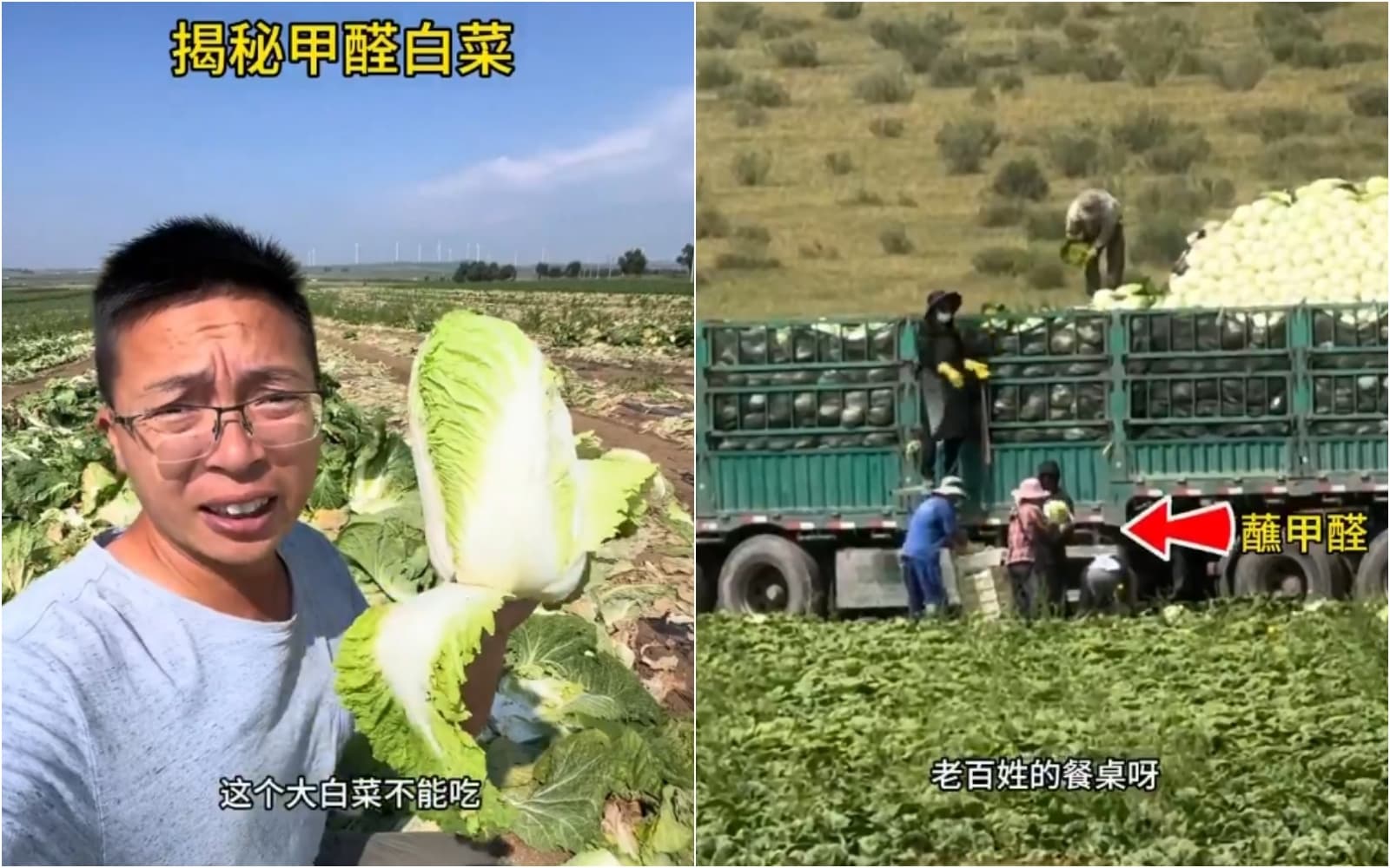 河北被爆出有白菜業者在裝運過程中會將白菜蘸取甲醛溶液來保鮮。(翻攝自X)