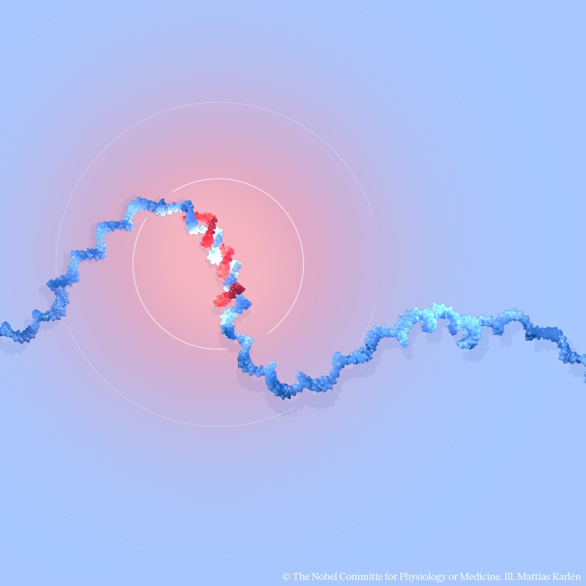 學者發現了小分子核糖核酸（microRNA）。（翻攝Nobel Prize臉書）
