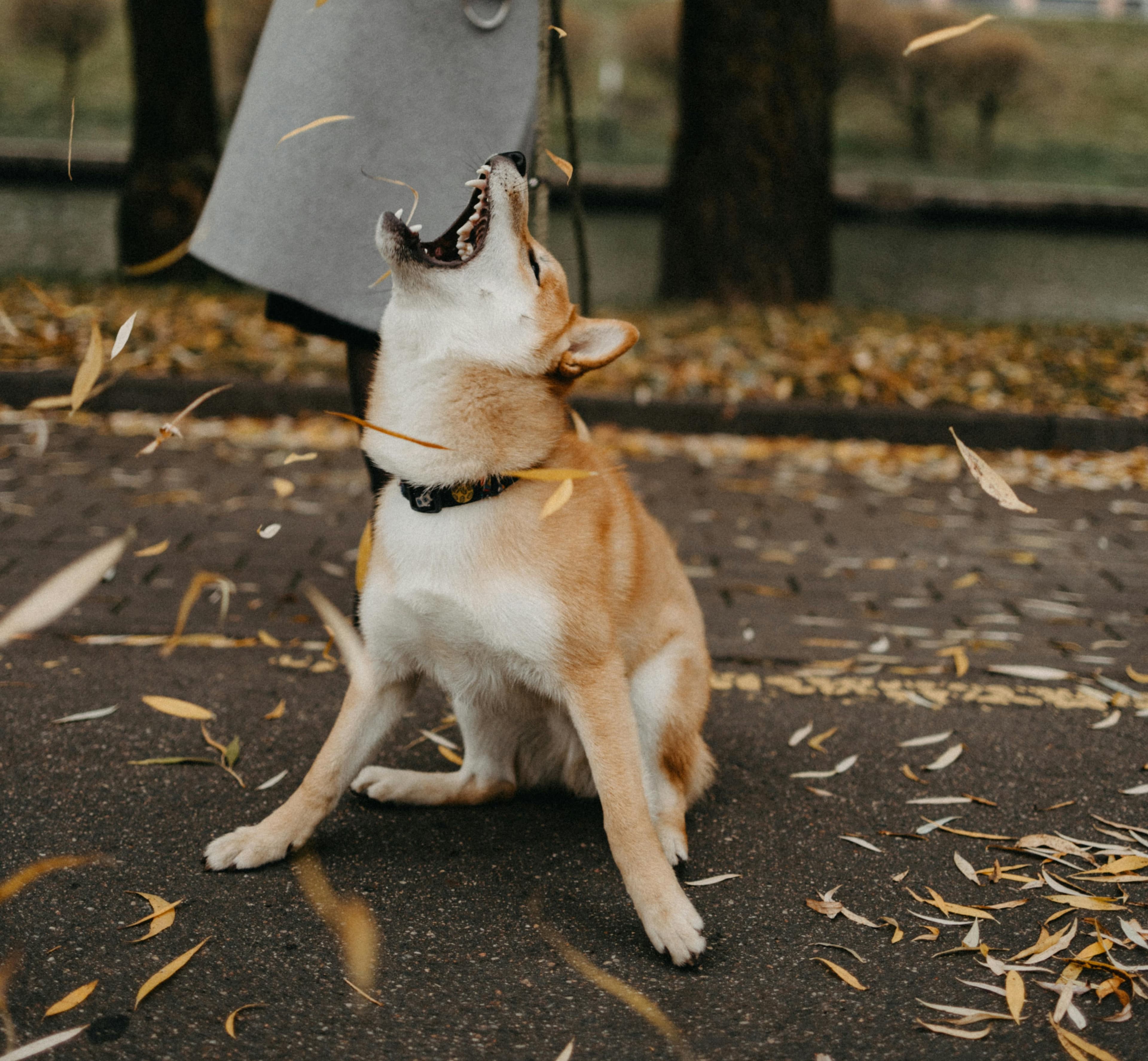 柴犬以「叛逆、任性」的性格聞名。示意圖。（pexels）