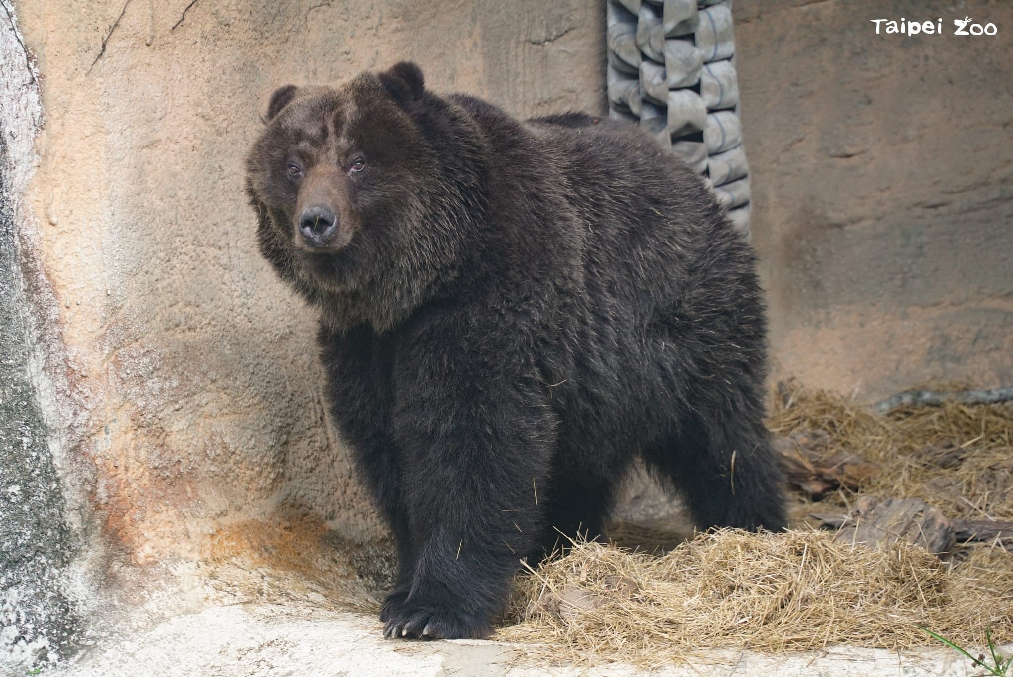 北市動物園棕熊「小喬」離世。（北市動物園提供）
