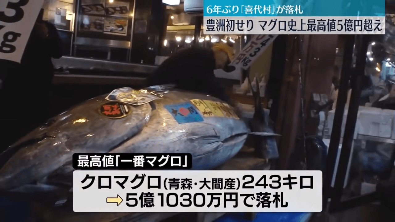 「第一鮪魚」重達243公斤。（翻攝自日テレNEWS YouTube頻道）