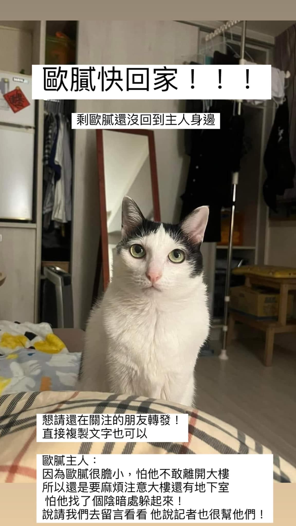 目前天王星大樓還剩乳牛貓歐膩沒有尋獲。（翻攝自貓咪也瘋狂俱樂部 CrazyCat club臉書）