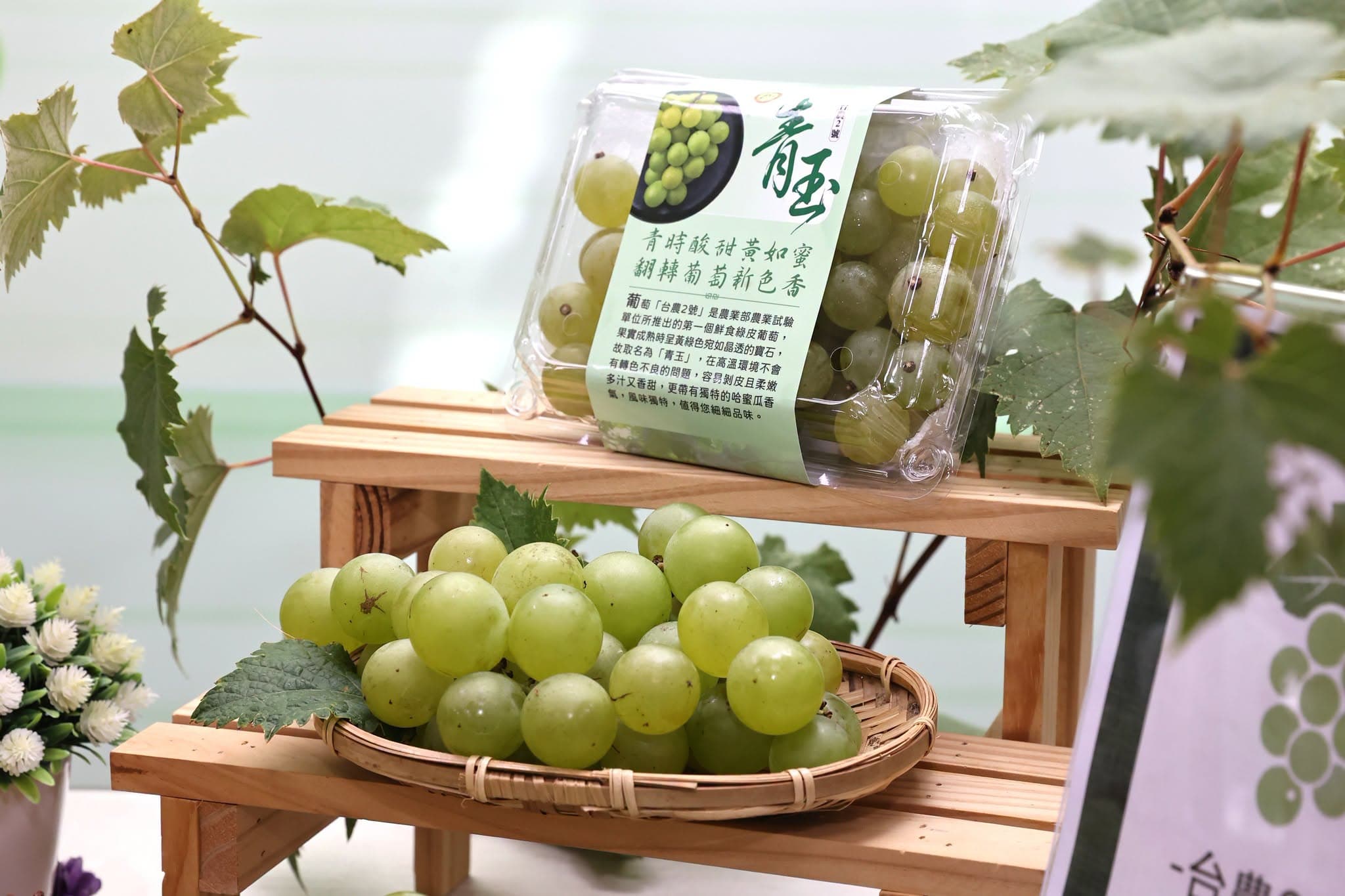 青玉葡萄入口先是釋放出濃郁的哈密瓜清甜香氣，尾韻更交織著桂花與荔枝的清香。（農試所提供）
