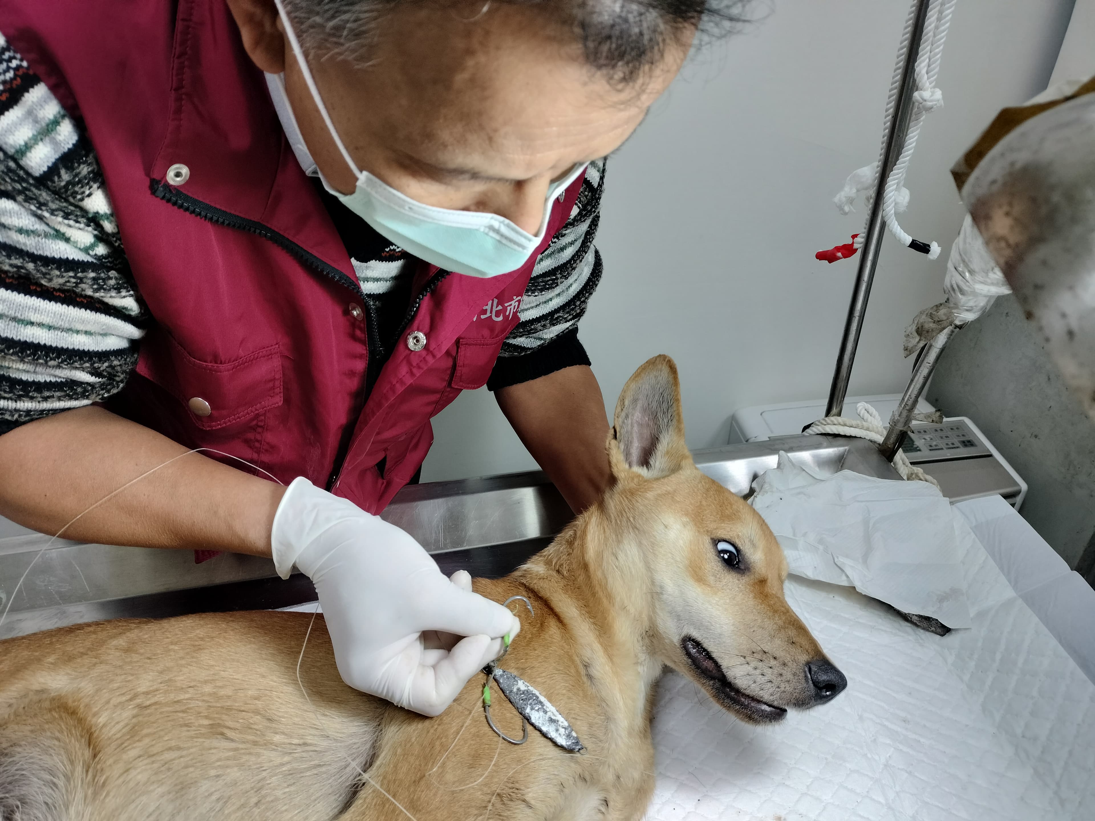 獸醫師謝弘斌小心翼翼將魚鉤剪斷後拔除。（新北動保處提供）