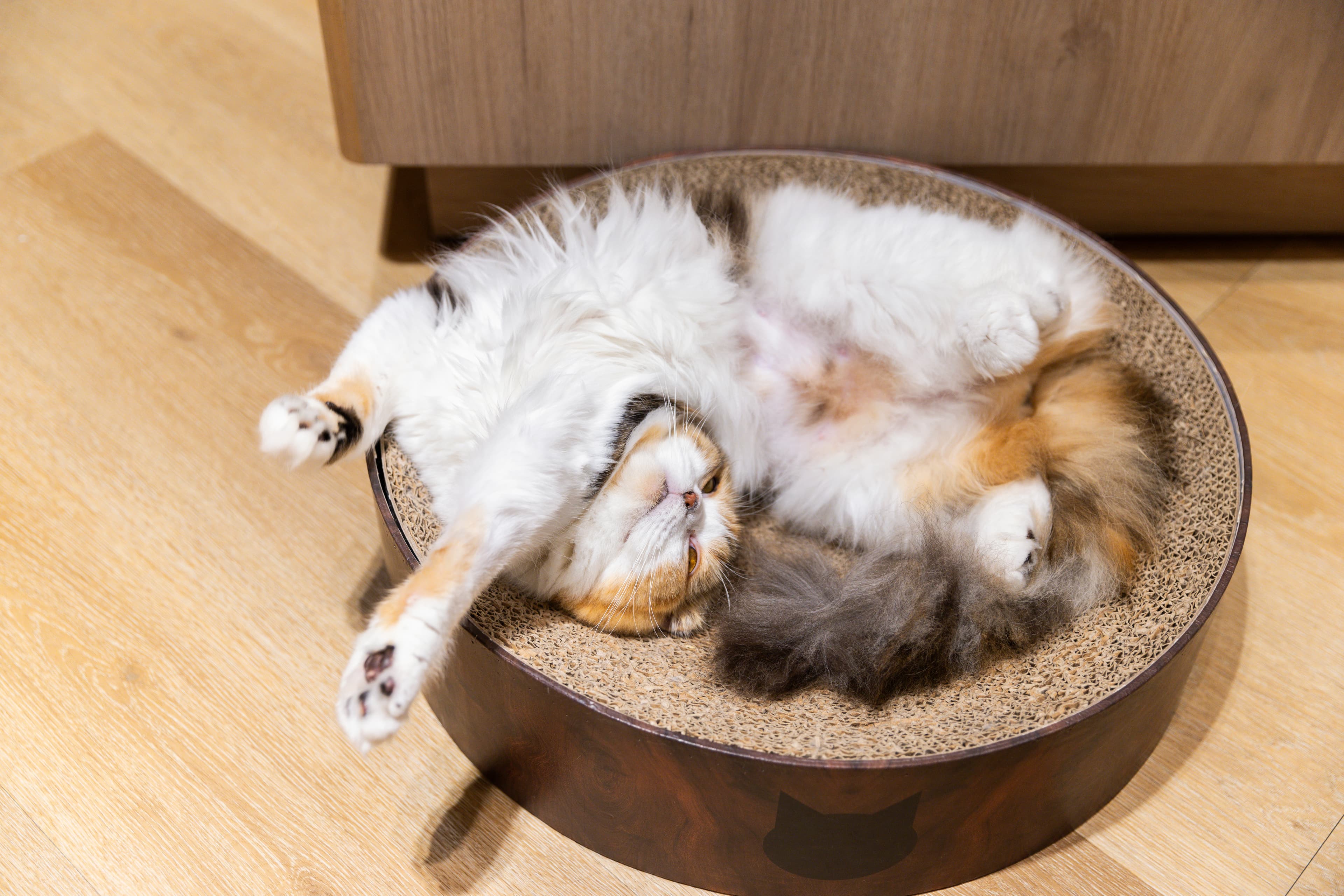 「Cat Café MOCHA」裡的貓十分乖巧。