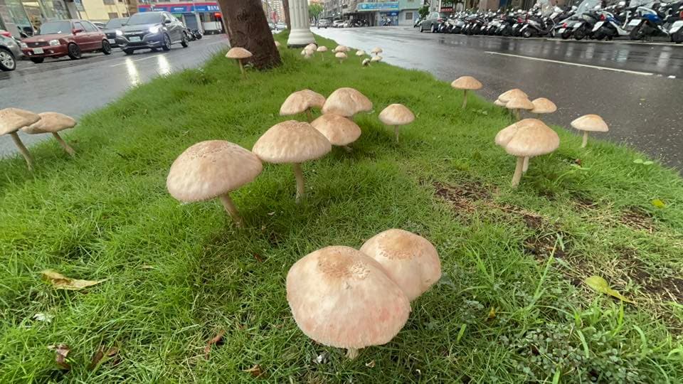 高雄市分隔島出現「有毒」菇菇群，今凌晨已遭警方摘除。（翻攝臉書「高雄美食地圖」）