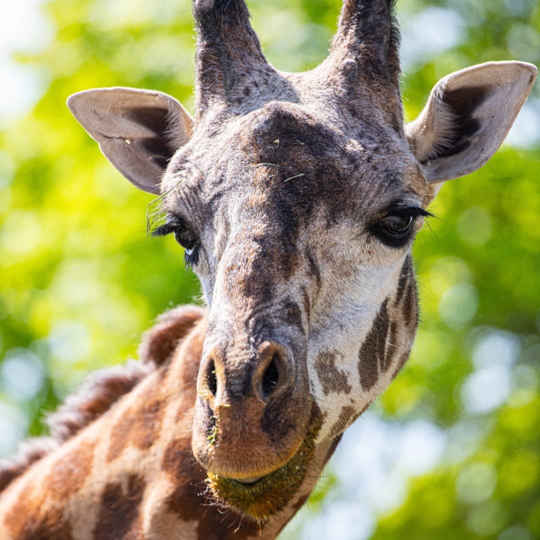 Kiko是多倫多動物園的明星動物。（翻攝The Toronto Zoo臉書）