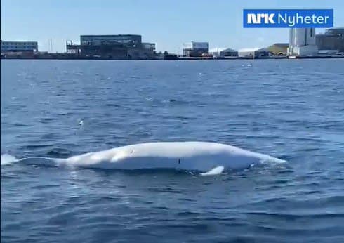 瓦迪米爾離奇死亡。（翻攝NRK Nyheter畫面）