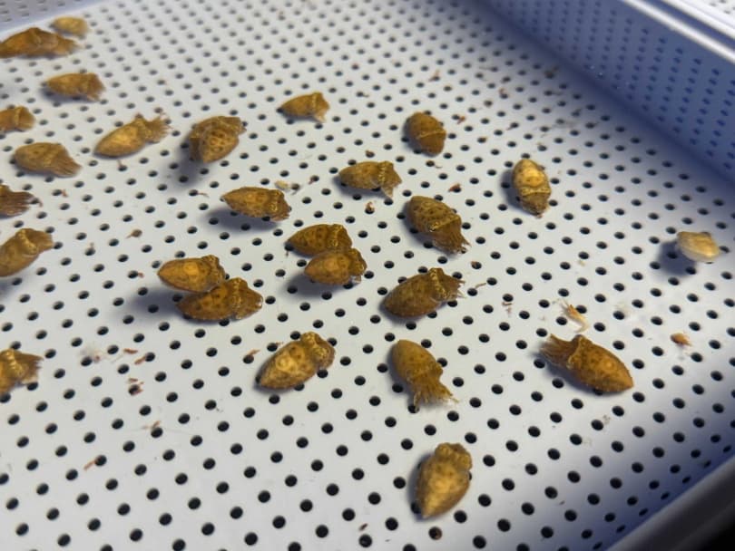 科學界的龍宮？清大教授實驗室養150隻花枝，研究牠們的情緒與痛覺。（翻攝自清華大學臉書）