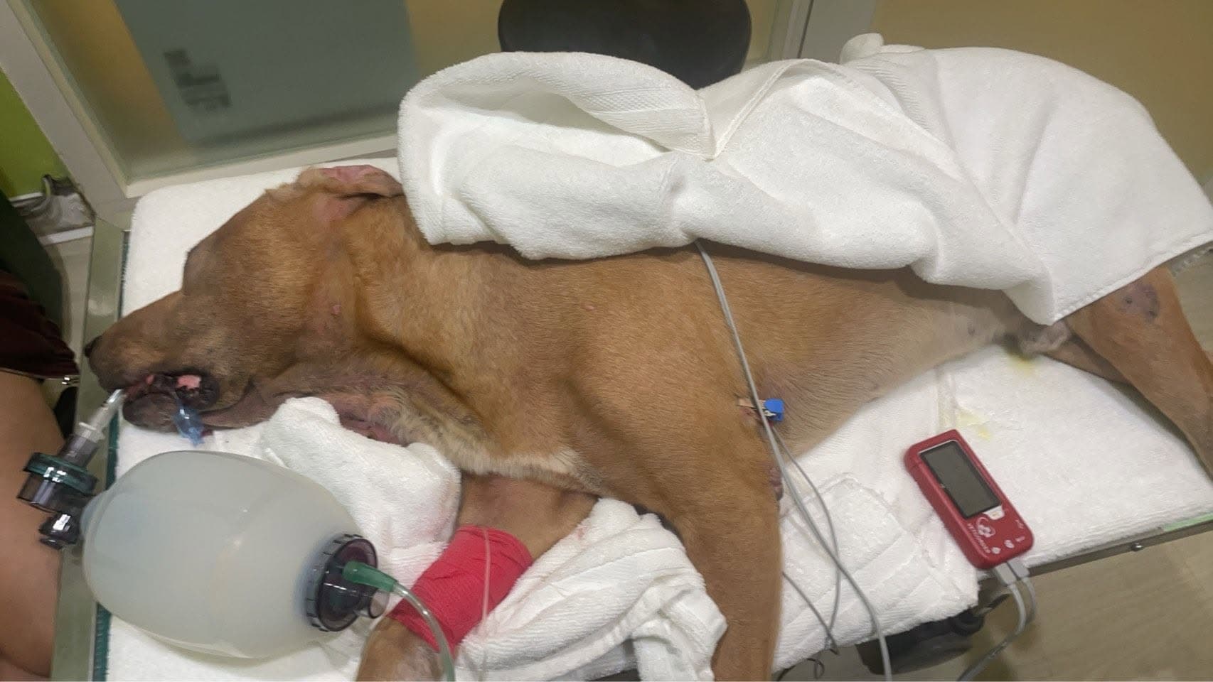 搜救犬「巴薩」經過治療仍宣告不治。（台灣精英國際搜救協會官網臉書）