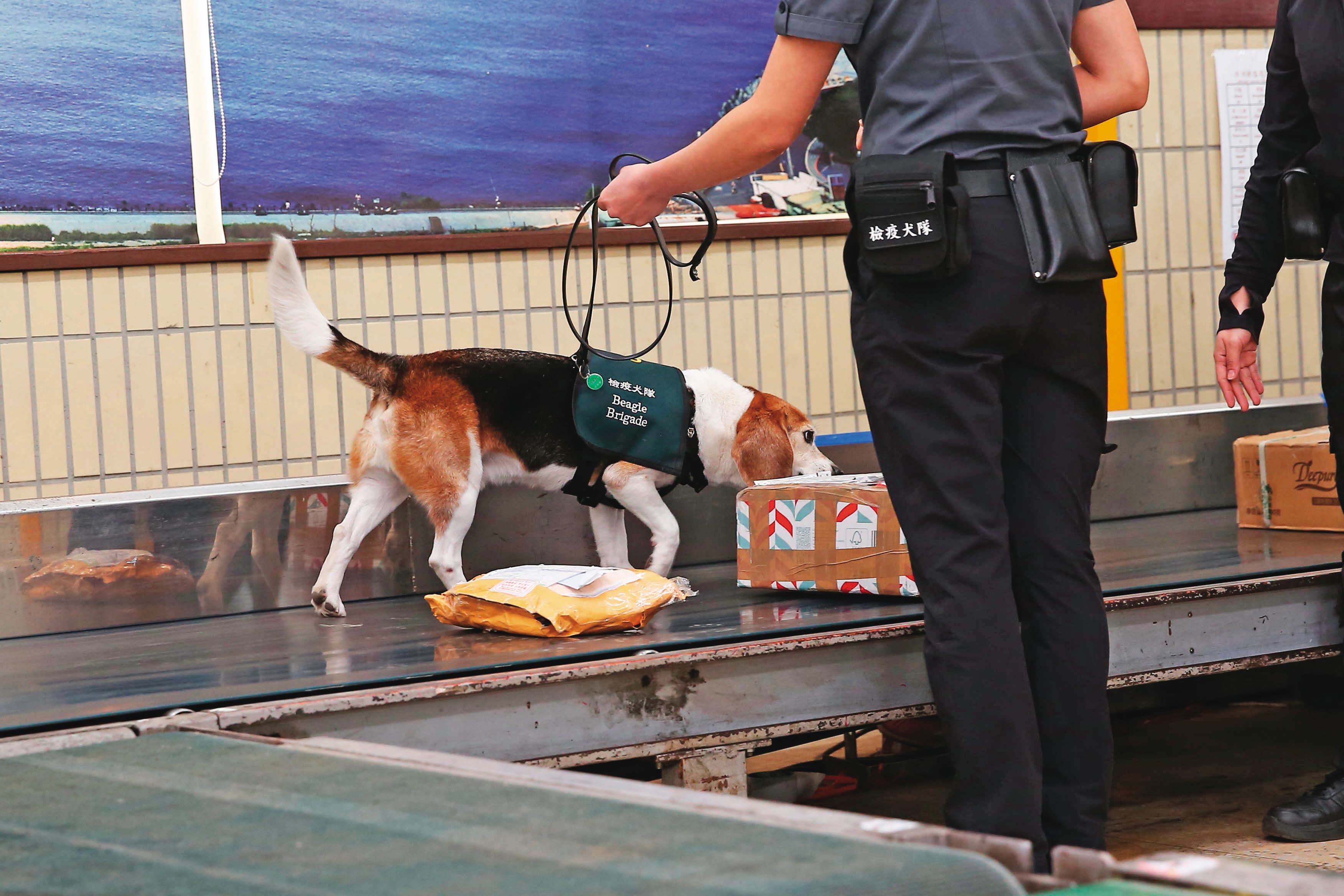 緝毒犬會抽驗自國外寄回台的包裹，去年聞出寄往殷琪家的物品有大麻。（示意圖）