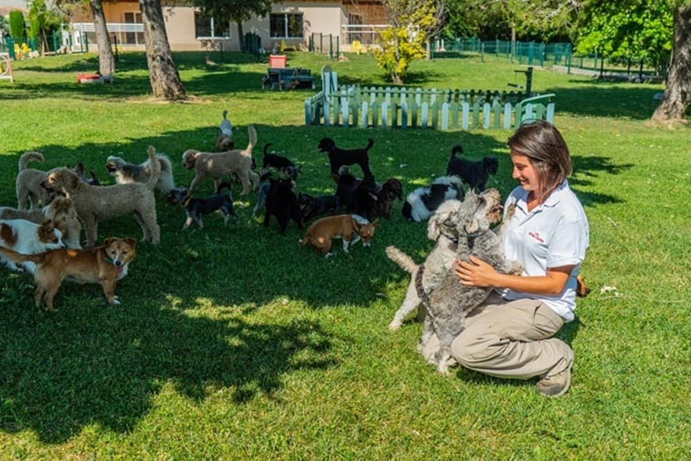 法國皇家長期推廣負責任的飼主觀念，並鼓勵飼主響應「終養不棄養」。（法國皇家提供）
