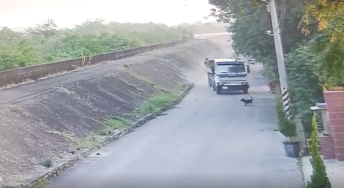 嘉義縣一輛砂石車13日清晨輾斃路邊小黑狗，肇事駕駛今天終於到案說明。（翻攝畫面）