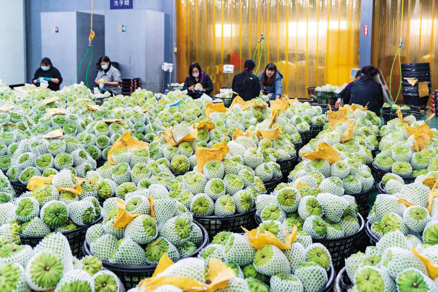 中國祭出農產品銷售、交通直航等涉台10措施。（台東縣政府提供）