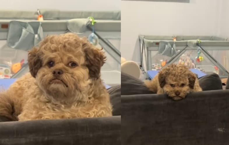 5歲米克斯犬麥克斯,靠一張臉橫掃網路,變成迷因新星。(翻攝自Tiktok/max.hawt.dawg)