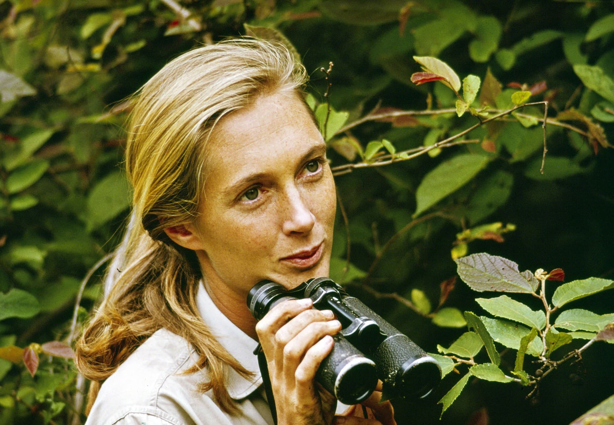 珍古德年輕時在非洲叢林中進行黑猩猩研究。(翻攝Dr. Jane Goodall臉書)