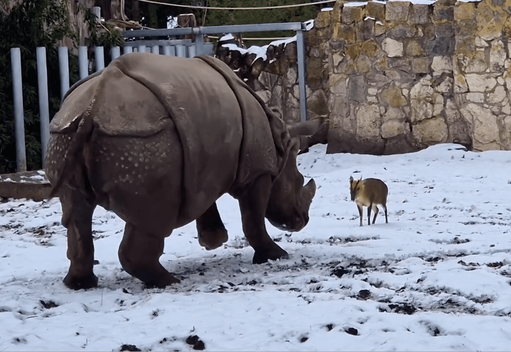 公山羌和母犀牛「對決」畫面在網路上瘋傳。（翻攝ZOO Wrocław臉書）