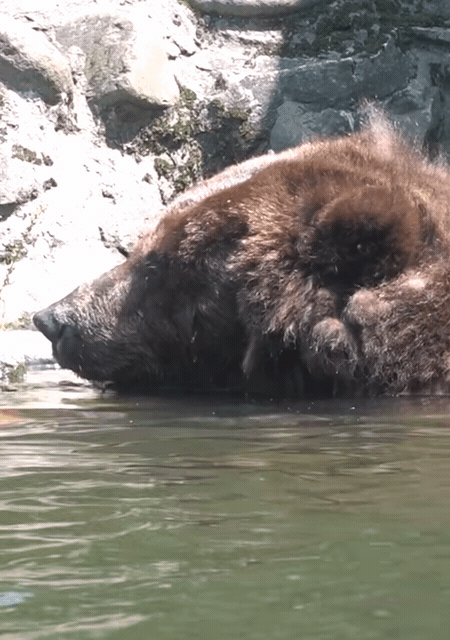小喬開心自在地在水裡嬉戲。（北市動物園提供）