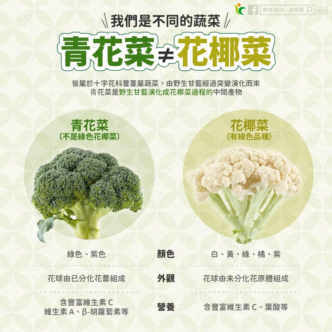 農糧署說明，青花菜和花椰菜其實是不同的蔬菜。（農糧署提供）
