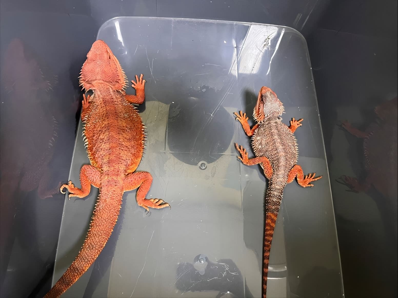 動保處發現來自中國的包裹有一隻雄性的「紅魔血系鬆獅蜥」及一隻雌性個體。（動保處提供）
