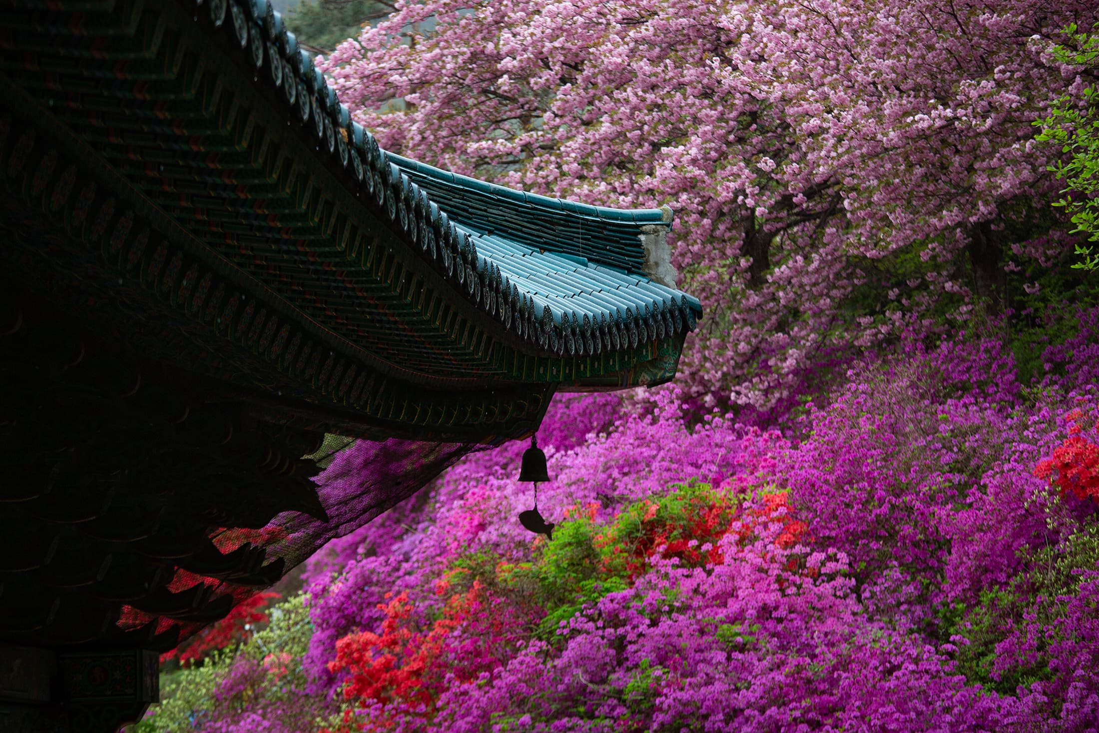 雖然當天巧遇細雨，但永平寺內依山綻放的花海，依舊美得令人留連忘返。