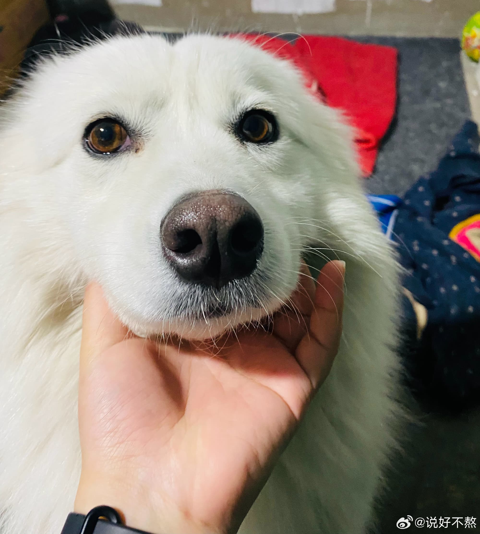 飼主養了薩摩耶7年，對愛犬有深厚感情。（翻攝飼主微博）