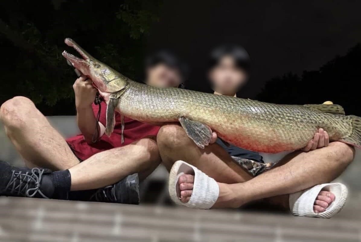 自稱成大釣魚社外來種清除小隊的2人與公園水池內的鱷雀鱔合影。（翻攝臉書）