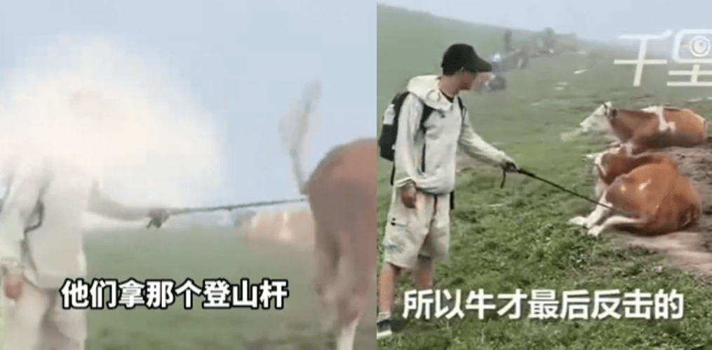 該名遊客用登山杖敲牛屁股。（翻攝自微博）